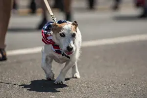 Mixed Breed Prints: Mixed breed Schnauzer Jack Russel dog wearing American colors of the flag while pulling hard on the leash