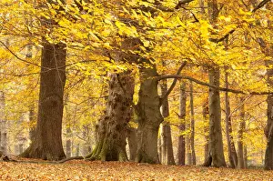 Autumn Leaves Prints: Mixed deciduous trees, Common beech