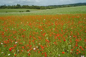 Mixed Prints: A mixed field of pink and red poppies