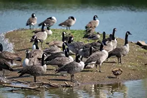 Natural Setting Prints: A mixed flock of geese and ducks gathered by the water's edge on a small island in a pool on a nature reserve
