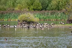 Natural Setting Prints: A mixed flock of geese and ducks gathered by the water's edge on a small island in a pool on a nature reserve