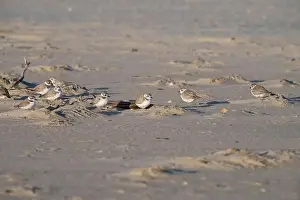 Sand Dune Prints: Mixed flock of piping plovers and Snowy plover hiding behind the dune on the beach