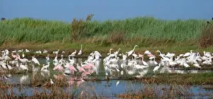 Galveston Prints: The mixed flock of white egrets
