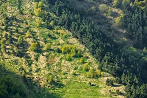 Kazbegi District Prints: Mixed Green Forest Growing On A Hillside Mountain In Summer Season In Kazbegi District