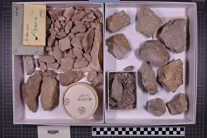 Paleobiology Prints: mixed taxa, stratigraphic collection. accn: 7098;