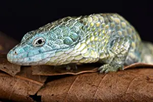Oaxaca Prints: Mixtecan arboreal alligator lizard (Abronia mixteca)