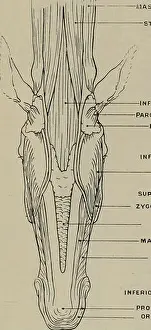 Bookyear1902 Prints: Modelling; a guide for teachers and students