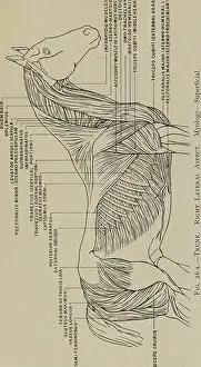 Bookyear1902 Prints: Modelling; a guide for teachers and students