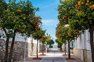 Malaga Prints: Modern Street lined with orange trees filled with fruit in January in Nerja on the Coast of Andalucia Spain