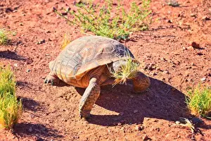 Mojave Prints: Mojave Desert Tortoise, Gopherus Agassizii