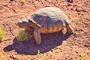 Mojave Prints: Mojave Desert Tortoise, Gopherus Agassizii