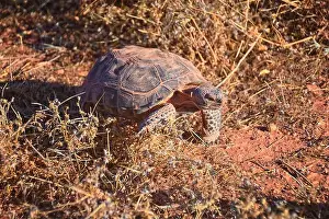 Mojave Prints: Mojave Desert Tortoise, Gopherus Agassizii