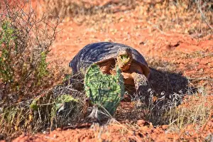 Mojave Prints: Mojave Desert Tortoise, Gopherus Agassizii