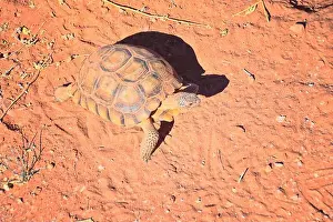 Mojave Prints: Mojave Desert Tortoise, Gopherus Agassizii
