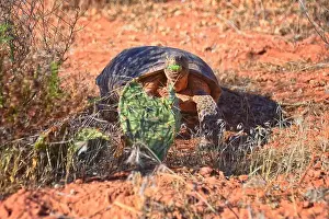 Threatened Prints: Mojave Desert Tortoise, Gopherus Agassizii