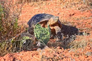 Threatened Prints: Mojave Desert Tortoise, Gopherus Agassizii