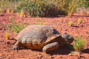 Threatened Prints: Mojave Desert Tortoise, Gopherus Agassizii