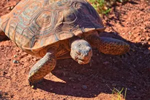 Threatened Prints: Mojave Desert Tortoise, Gopherus Agassizii