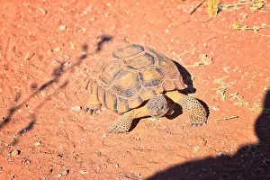 Threatened Prints: Mojave Desert Tortoise, Gopherus Agassizii