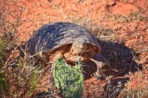 Threatened Prints: Mojave Desert Tortoise, Gopherus Agassizii