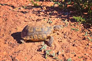 Threatened Prints: Mojave Desert Tortoise, Gopherus Agassizii