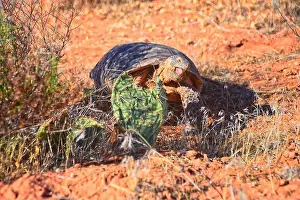 Threatened Prints: Mojave Desert Tortoise, Gopherus Agassizii