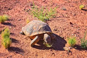 Threatened Prints: Mojave Desert Tortoise, Gopherus Agassizii
