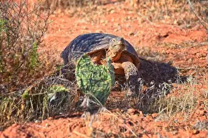 Threatened Prints: Mojave Desert Tortoise, Gopherus Agassizii