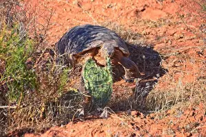 Threatened Prints: Mojave Desert Tortoise, Gopherus Agassizii