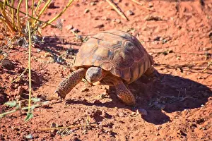 Threatened Prints: Mojave Desert Tortoise, Gopherus Agassizii