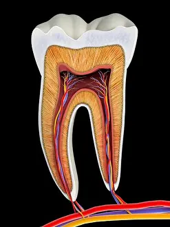 Dental Prints: Molar tooth cross-section, artwork