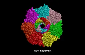 Molecules Prints: Molecular model (CPK) of alpha-haemolysin