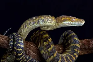 The Moluccan python (Simalia clastolepis) is endemic to the Maluku islands, part of Indonesia