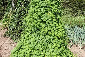 Veggie Prints: Momordica charantia, bitter melon growing in vegetable garden