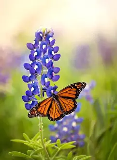 Monarch Butterfly Prints: Monarch butterfly (Danaus plexippus) on Texas Bluebonnet flower (Lupinus texensis)