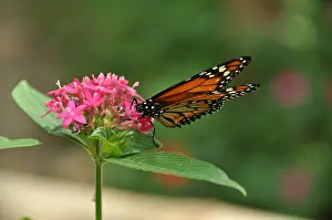 Bolivia Prints: Monarch Butterfly. Photographed in Bolivia