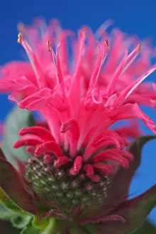 Hardy Prints: Monarda didyma Pink Lace Bergamot July