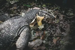 Arboreal Prints: Monitor Lizard at Palawan, Phillipines
