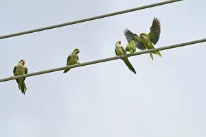 Departures Prints: Monk parakeet (Myiopsitta monachus)