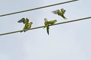 Starting Prints: Monk parakeet (Myiopsitta monachus)
