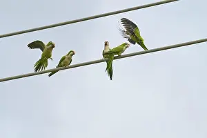 Taking Off Prints: Monk parakeet (Myiopsitta monachus)
