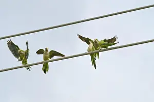 Natural Environments Prints: Monk parakeet (Myiopsitta monachus)