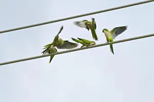 Take Off Prints: Monk parakeet (Myiopsitta monachus)