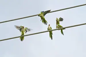 Fine Weather Prints: Monk parakeet (Myiopsitta monachus)