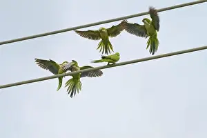 Take Off Prints: Monk parakeet (Myiopsitta monachus)