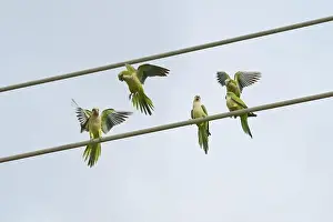 Fine Weather Prints: Monk parakeet (Myiopsitta monachus)