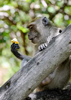 Examine Prints: Monkey with a banana, Green Monkey (Chlorocebus sabaeus), Pattaya, Thailand, Asia