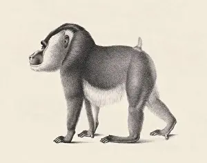 Monkey illustration. Pencil sketch of a monkey isolated on an aged beige background