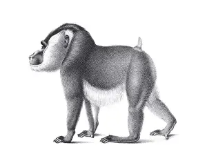 Soft Tones Prints: Monkey illustration. Pencil sketch of a monkey isolated on a plain white background
