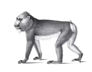 Soft Tones Prints: Monkey illustration. Pencil sketch of a monkey isolated on a plain white background